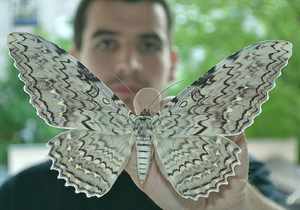 Фотографии самых больших бабочек в мире