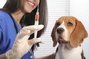 Прививки для взрослых собак