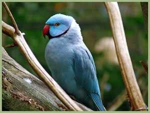 Голубой ожереловый попугай