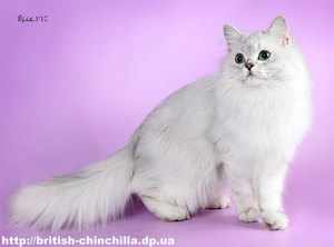 Британские длинношёрстные кошки - породы