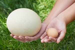  вес страусиного яйца