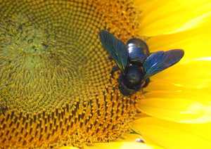 Пчела плотник-обзор