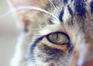 Почему могут слезиться глаза у кошки