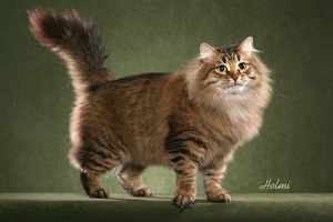 Русская сибирская кошка - строение тела