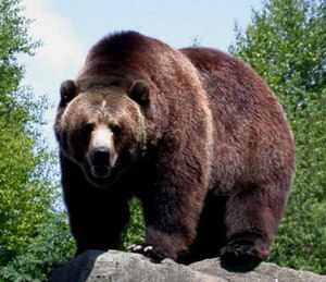 Медведь Гризли или серый медведь: питание, размножение, где обитают
