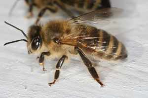 Горная кавказская пчела