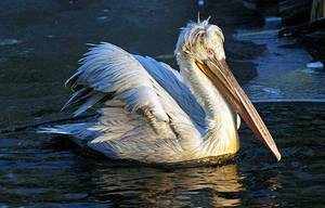 Кудрявый пеликан имеет очень длинный клюв