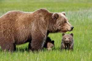 Медведица с детенышем - виды медведей