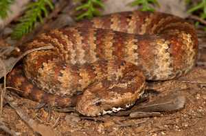 Гадюкообразная змея - фото пресмыкающегося
