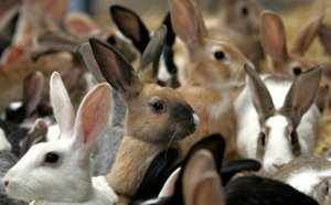 Секреты разведения кроликов