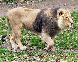 Как выглядит азиатский лев - самец