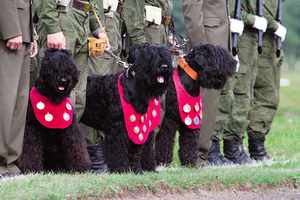 Служебные собаки - черные терьеры