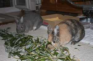 Два кролики едят грызут ветки