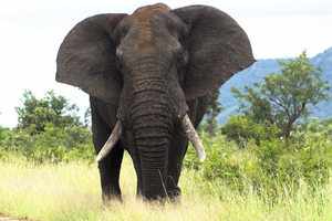 Слон африканский - привычки, питание