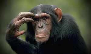 Шимпанзе - насколько они умны?