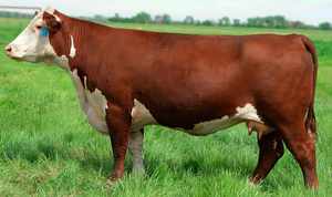 Герефордская корова - особенности породы