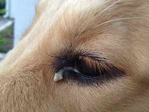 Что делать, когда у собаки гноятся глаза