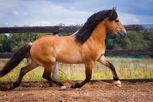 Симпатичные белорусские упряжные кони
