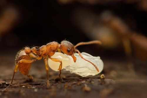 Куколка муровья