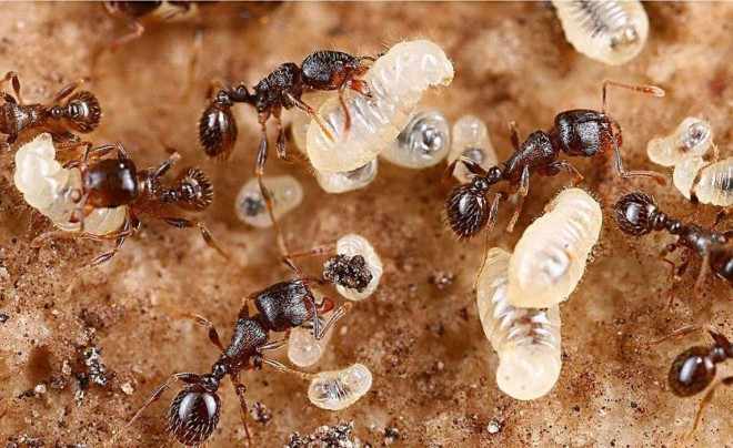 Яйца муравьев