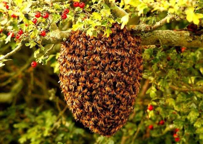 Пчелы гнездо