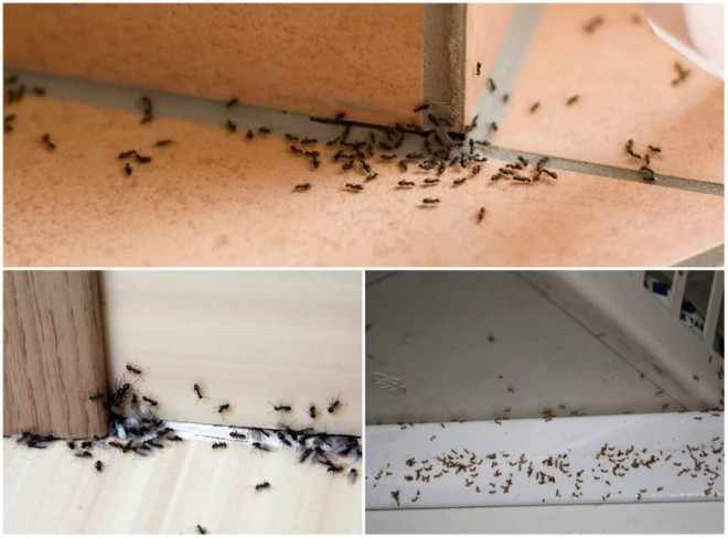 Красные муравьи в доме