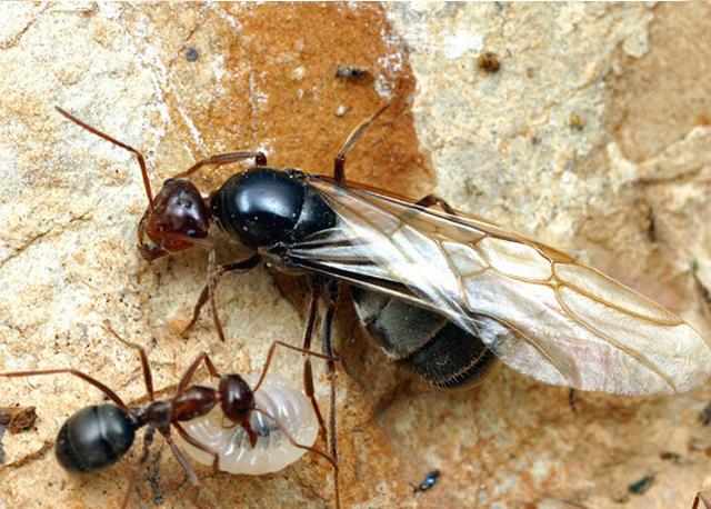 Королева муравьев