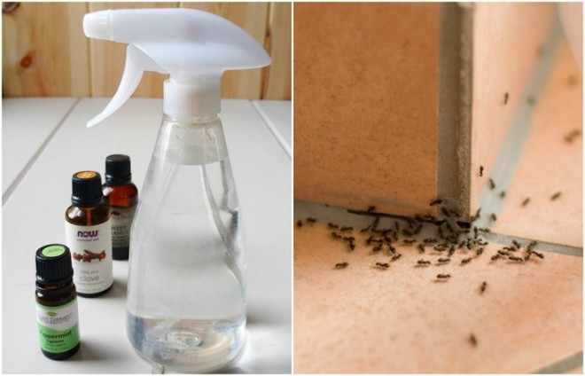 Эфирное масло от муравьев