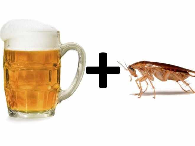 Тараканы любят пиво