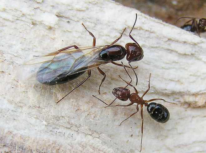 Самка муравья