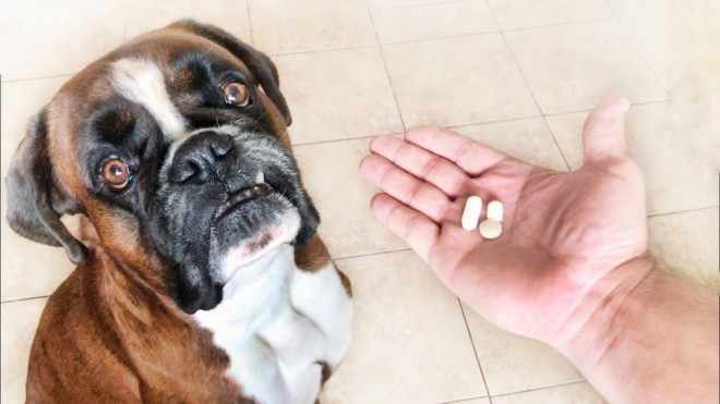 Таблетка для собаки