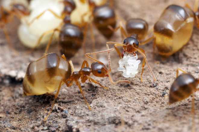 Медовые мурвьй