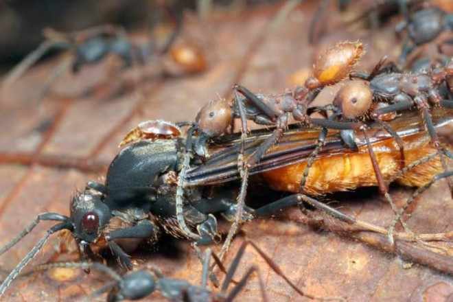Кочевые муравьи в деле