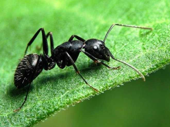 Черный муравей