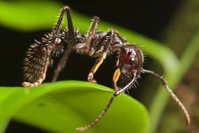 Тропический муравей