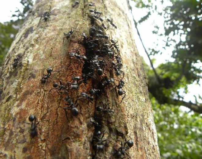 Куча муравьев на дереве