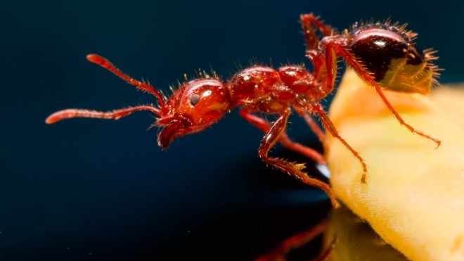 Огненные муравьи