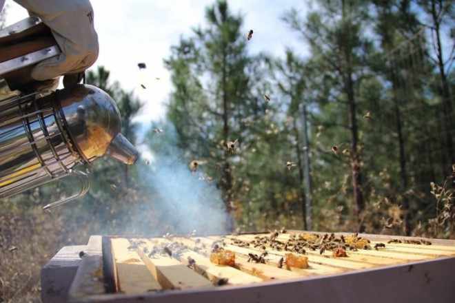Обработка пчел от клеща