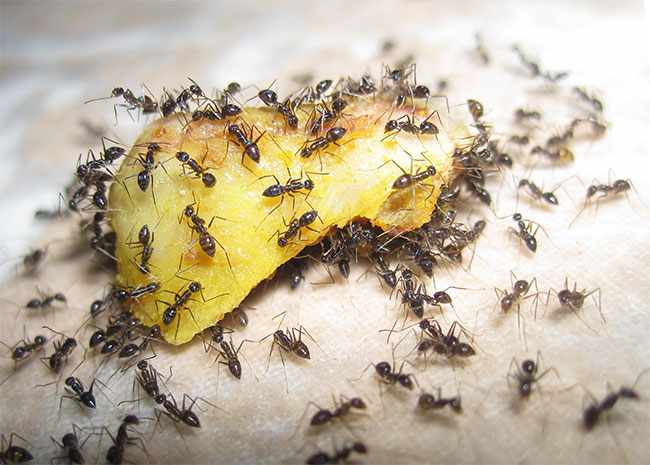Отрава для муравьев