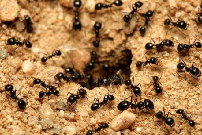 Черные муравьй