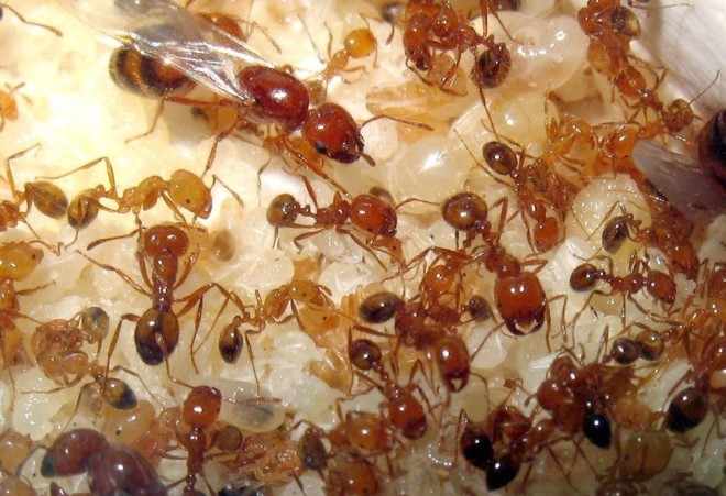 Рахмножение муравьев