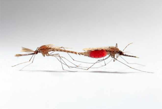 Самка и самец комара на фото