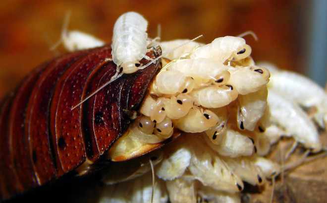 Размножение Мадагаскарского таракана