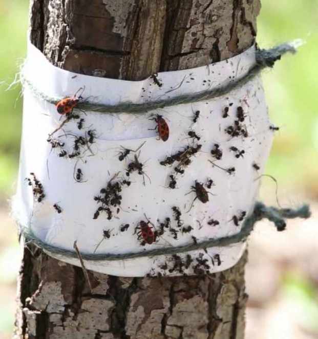 Защита деревьев ловушкой от муравьев