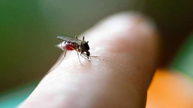 сколько дней живут комары летом