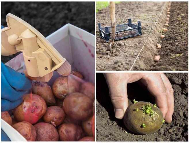 Престиж от жука обработка картофеля