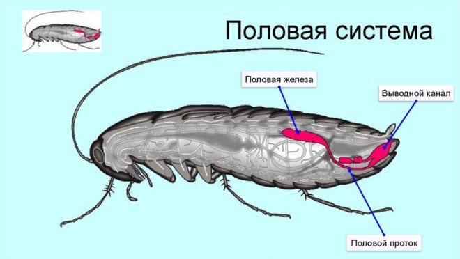 Половая система таракана