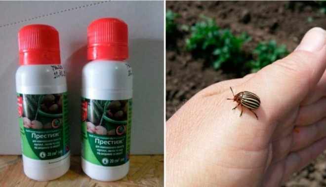 Престиж от колорадского жука фото