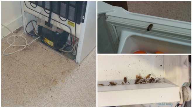 Тараканы в холодильнике подборка