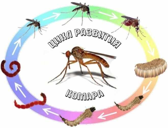 Жизненный цикл развития комара